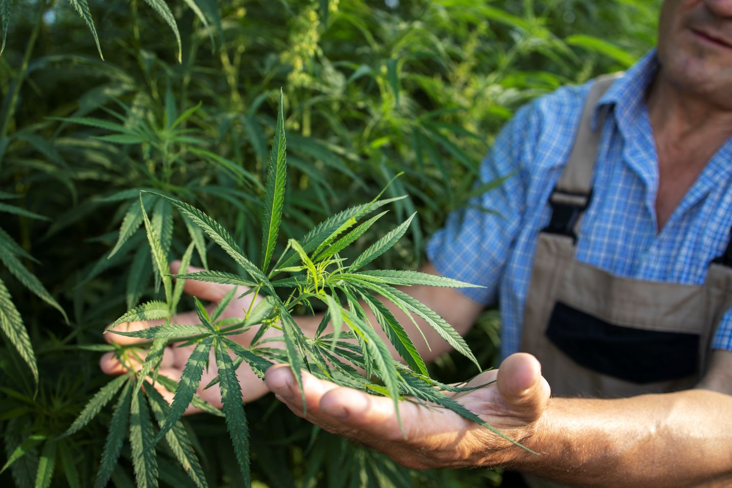 Cannabis Cultivation