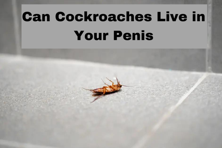 Can Cockroaches Live in Your Penis?